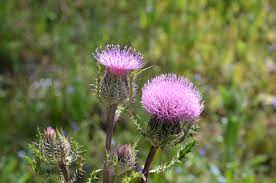 Purple flowers are extremely common in oklahoma. Florida Thistles Can Produce Up To 4 000 Seeds Per Plant