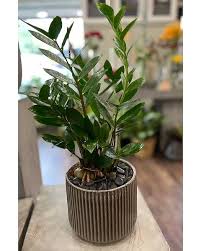 Image result for Diplazium zanzibaricum