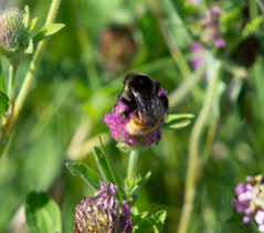 Image result for Bombus pomorum