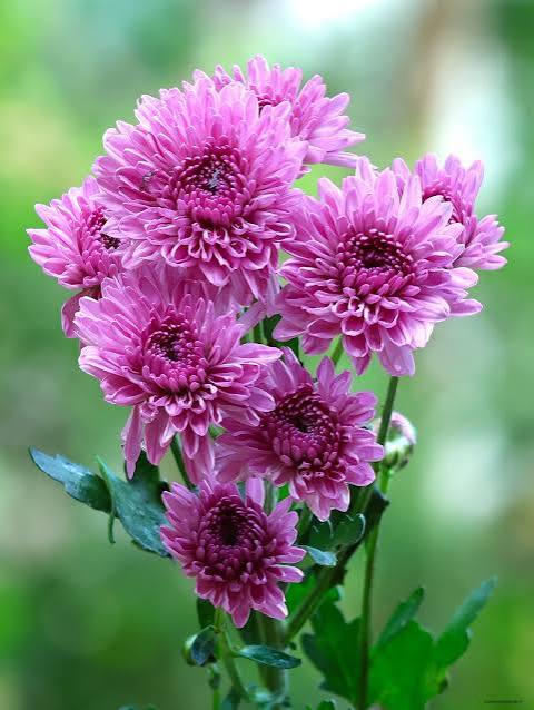 Celosia Plumosa Sapling