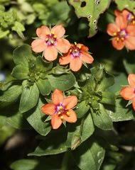 Image result for Anagallis gracilipes