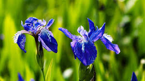 Leave the foliage on the plant until it withers away of its own accord.5 x i viewed the article to learn how to care for my irises. How To Grow And Care For Iris Lactea Rayagarden