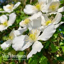 Great savings & free delivery / collection on many items. Clematis Montana Grandiflora Van Meuwen