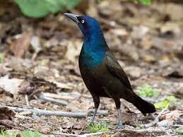 Below are the photos of your request: Common Grackle Identification All About Birds Cornell Lab Of Ornithology