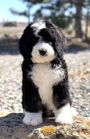 Black And White Sheepadoodle For Sale Alpine Bernedoodles Quality Bernedoodle Breeder Bernedoodle Puppy Sheep Dog Puppy Bernedoodle