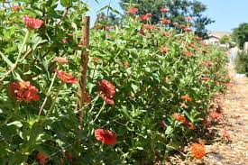 Check spelling or type a new query. Pick Your Own Flowers At Pretty Jamestown Flower Farm
