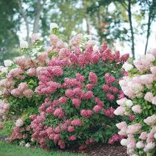 Image result for Hydrangea