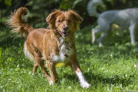 Homepage about our nova scotia duck tolling retrievers. Nova Scotia Duck Tolling Retriever Unsere Hubsche Wilma Auf Dem Hundeplatz In Sudtirol Best Dogs Cute Animals Dogs