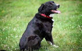 Phenylpropanolamine Proin Side Effects In Dogs Dog Discoveries