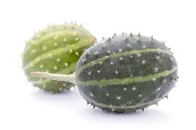 Image result for Cucumis prophetarum