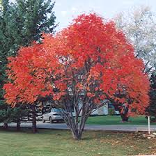 It grows at a medium rate, and under ideal conditions can be expected to live for 50 years or more. European Mountain Ash Sorbus Aucuparia In Burlington Waterdown Dundas Ontario Ontario On At Connon Nurseries