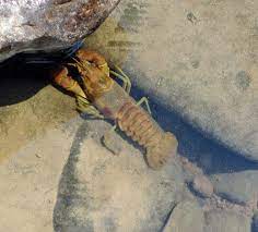 This way you can keep crayfish live for weeks or months. Catching And Cooking Crayfish