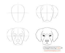 A bit of anatomy of the. Https Www Easydrawingtips Com Dog Head Front View Drawing Step By Step Dog Drawing Tutorial Dog Drawing Simple Dog Face Drawing