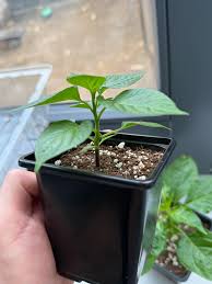 Image result for Eriospermum flexuosum