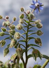 Image result for Borago officinalis