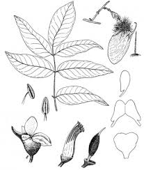 Image result for Centrolobium