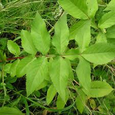 Image result for Cephalaria pungens