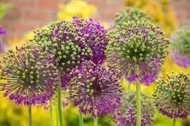 How To Make Giant Garden Art Alliums Garden Art Allium Flowers Flowers