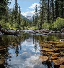 Image result for Ursinia montana