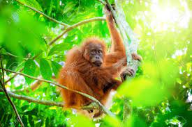 Maybe you would like to learn more about one of these? Animals In Wild Orangutan Cute Baby In Tropical Rainforest Relaxing Stock Photo Picture And Royalty Free Image Image 94031521