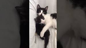 Yavrusunu Vermek Istemeyen Anne Kedi Youtube