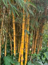 Image result for Oreobambos