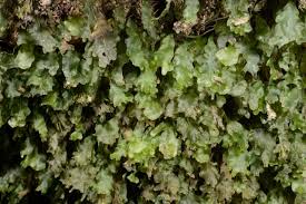 Image result for Didymoglossum erosum