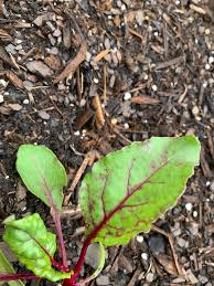 Yes, beet leaves are edible. Anyone Know What These Red Spots On A Beet Leaf Are Photo Taken After Rain Gardening