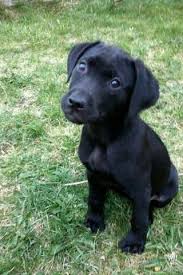 Baby Pitbull Dog Black And White A Black Pitbull Labrador Mix Isnt She Precious My Baby Girl Dogs And Kids Black Pitbull Labrador Mix