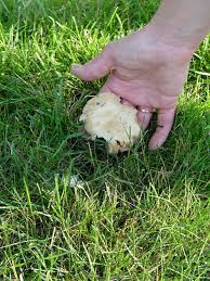 Give your plants enough sunlight and airflow. Mushrooms In The Lawn Pennlive Com
