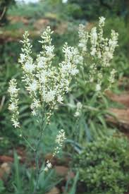 Image result for Chlorophytum macrophyllum