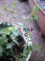 ぽこあの草くさ植物日誌 Ssブログ