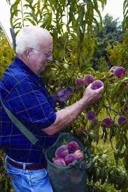 If you want to start harvesting fruit trees, you'll love this easy way to grow your own fruit trees for free. Growing Fruit Trees From Seeds Organic Gardening Mother Earth News