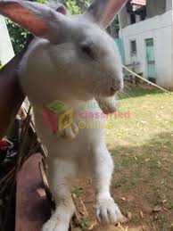 5 things to consider before you find flemish giant rabbit for sale. 2 Female Adult Flemish Giant Mix Rabbits For Sale In Kingston Kingston St Andrew Dogs