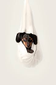 Best Pet Challenges On Tiktok To Try At Home Hypebae How did it all start before the.