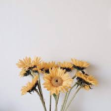 Choose from hundreds of free sunflower wallpapers. 30 Day Aesthetic Challenge 21 Aesthetic Ception Amino