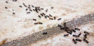Lavender, mint, chillies, cinnamon and eucalyptus (crushed) diatomaceous earth (this is great), camphor, vaseline and baby powder double sided adhesive tape, powdered chalk and charcoal How To Get Rid Of Ants Inside All Corners Carpet Cleaning Pest Control