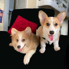 Little Oscar: 🇺🇲Happy Independence Day 🇺🇸 God Bless America!