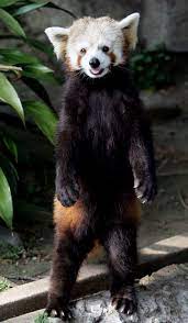 Japan S Standing Panda More Video Panda Bear Cutest Animals On Earth Red Panda