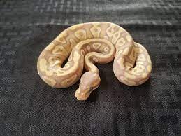 Pin On Sneks