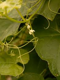 Maybe you would like to learn more about one of these? Golden Gate Gardener Chayote Squash In Bloom