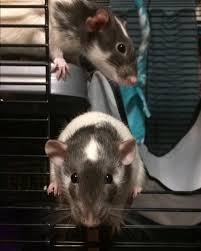 Simply Ratty On Instagram New Hammocks Have Been Added Link In Bio Or Search Simply Ratty On Etsy Cute Rats Pet Rats Rat Man