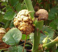 Florcom Garden Roses Disorders Pests Diseases And Abnormal Growth Garden Diseases Pests Rose Garden