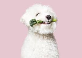 12 halo vegan garden medley stew for dogs. Vegan Dog Food Startup The Pack Aims To Disrupt The Pet Food Industry