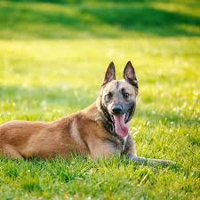 My main goal as a belgian malinois. Belgian Shepherd Malinois Breed Facts Traits Health Vets Choice Vets Choice