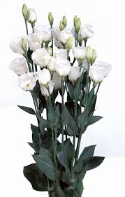 Image result for eustoma lisianthus in vase