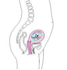At 9 weeks your uterus should not be 3 inches below your belly button. Uterus Size During Pregnancy New Kids Center