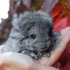 Pin On Cute Animals