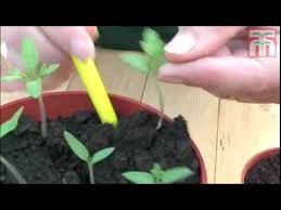 How To Grow Tomato Seeds Video With Thompson Morgan
