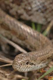 Prairie Kingsnake Snake